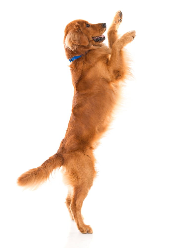 Cute dog jumping - isolated over a white backgorund.jpeg]